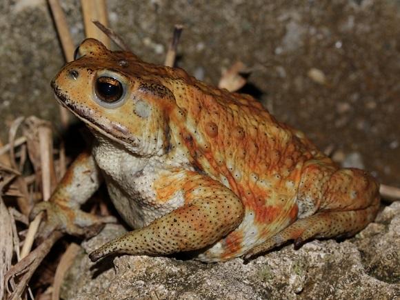 ミヤコヒキガエル – Web両爬図鑑 