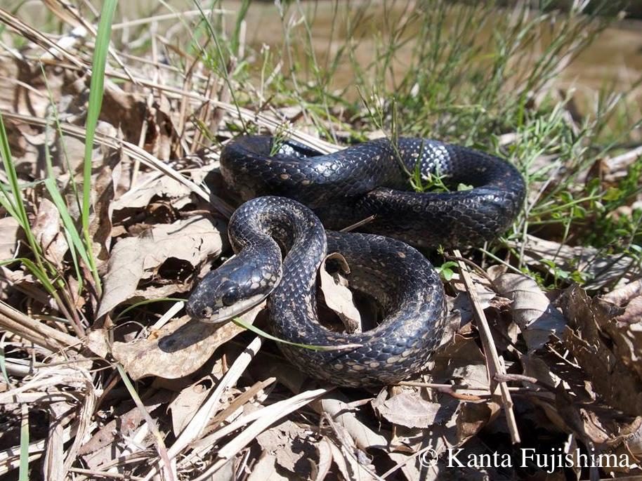 シマヘビ Web両爬図鑑