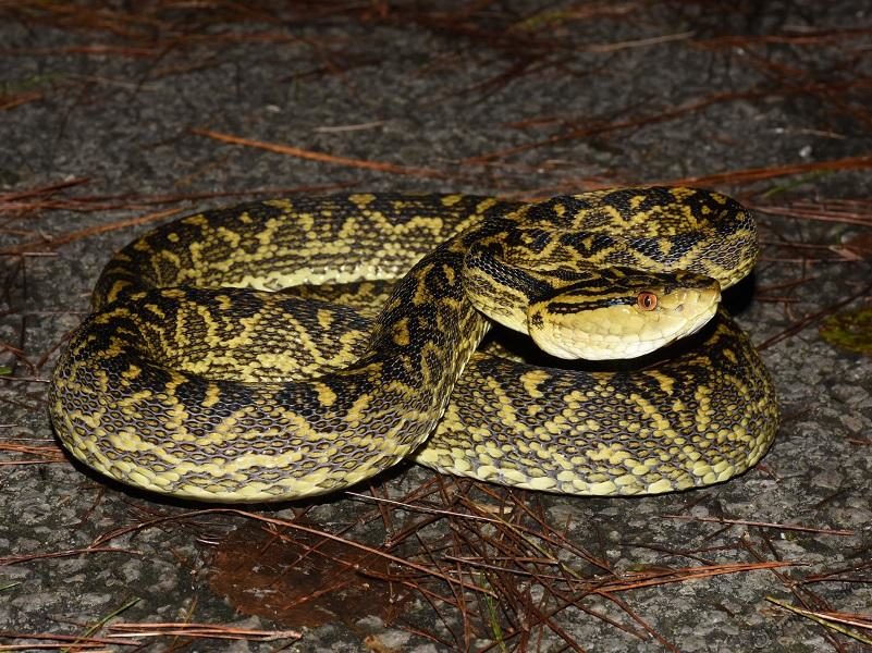 ハブ – WEB両爬図鑑 