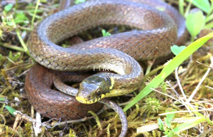 ヒバカリ Web両爬図鑑