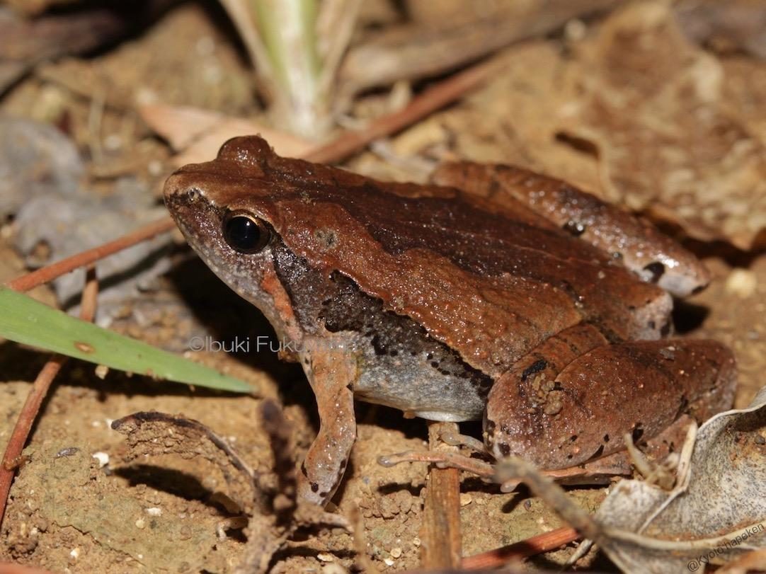 ヒメアマガエル – WEB両爬図鑑