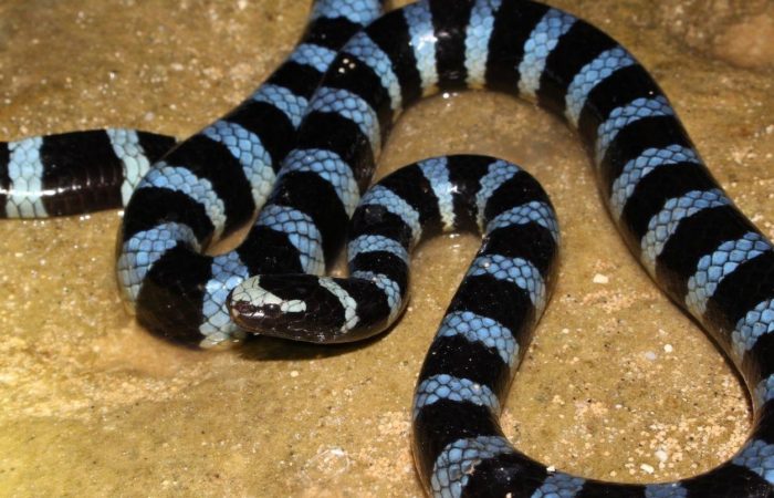 ヒロオウミヘビ Web両爬図鑑