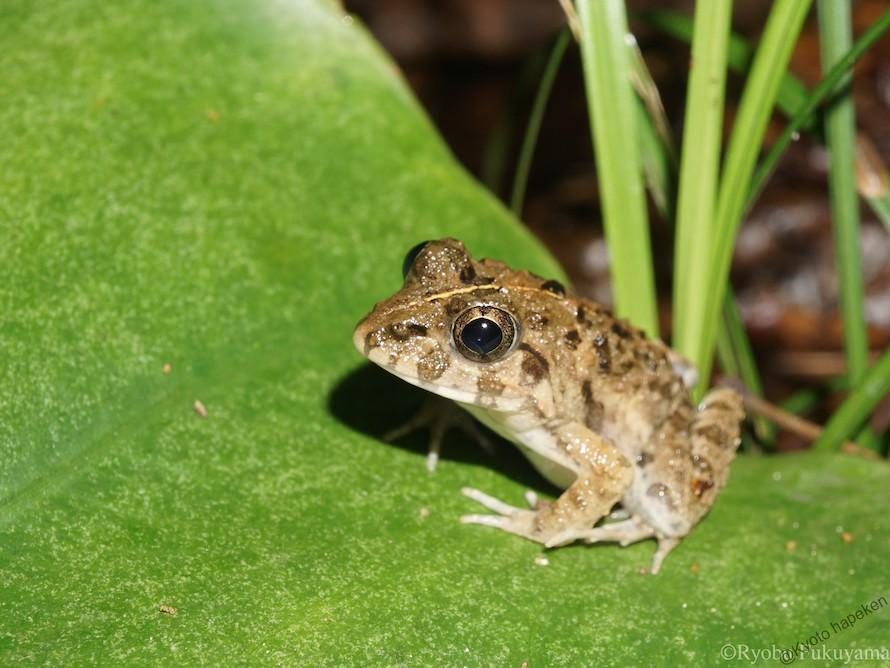 Fejervarya_sakishimensis_juv