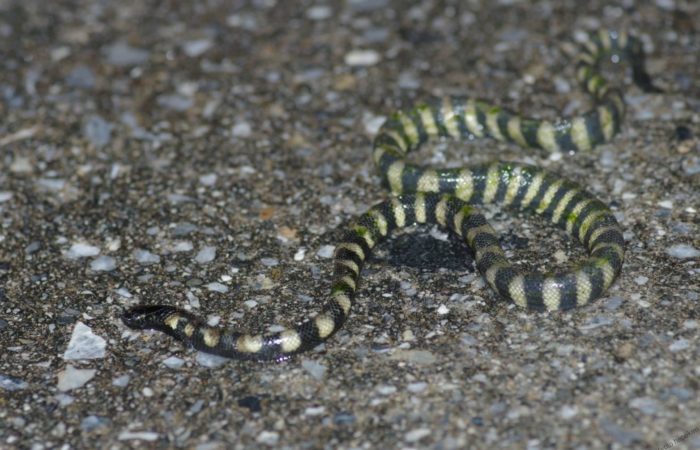 クロガシラウミヘビ Web両爬図鑑