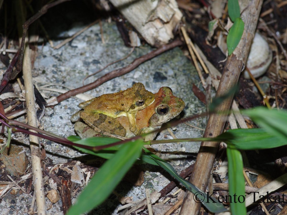 リュウキュウカジカ交尾