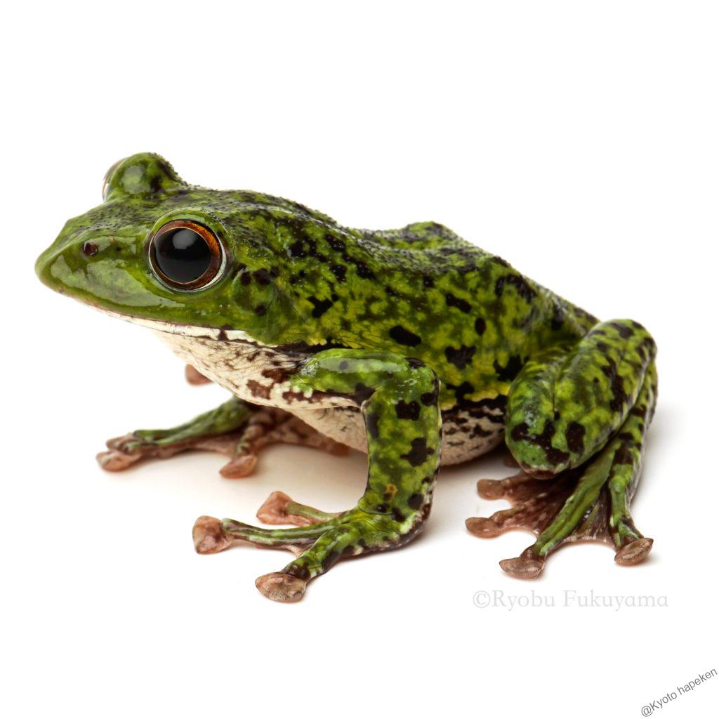 Web両爬図鑑 Web両爬図鑑