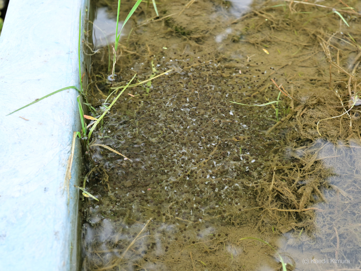 トノサマガエル卵_京都5月