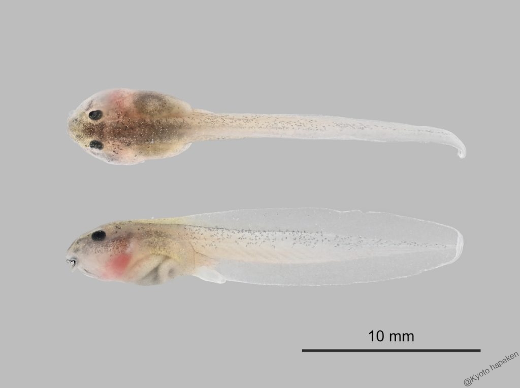 ヒメタゴガエルの幼生