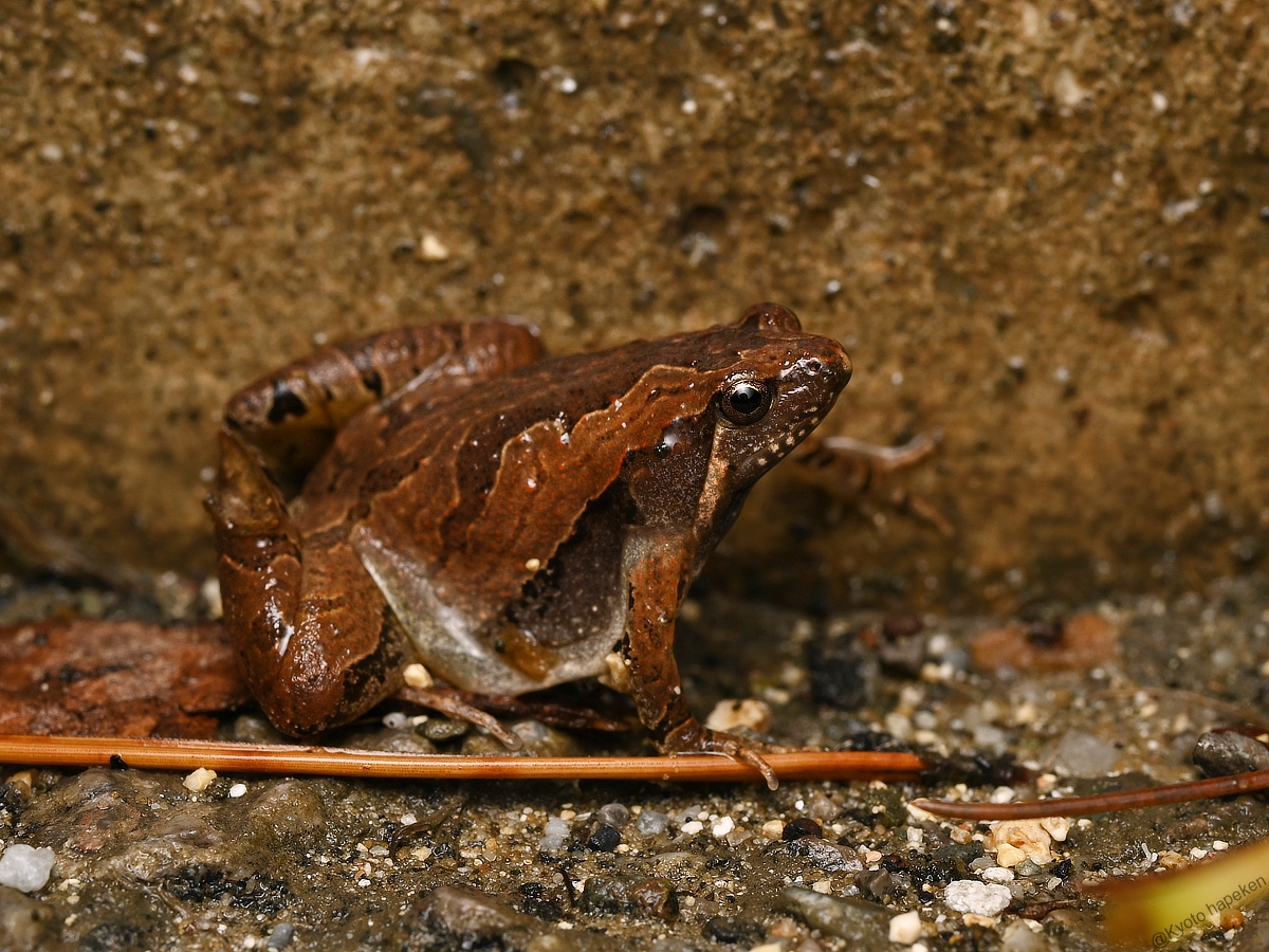 ヤエヤマヒメアマガエル – WEB両爬図鑑