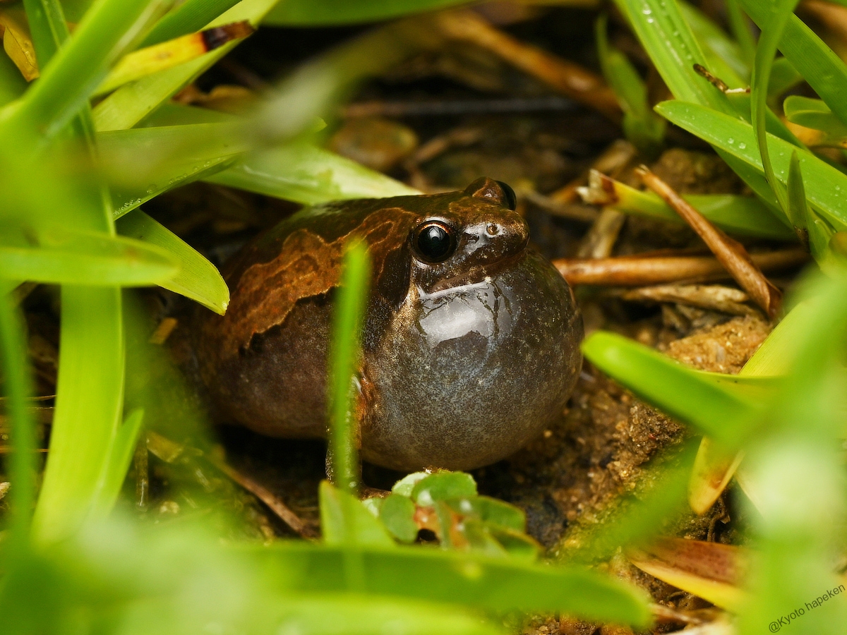 ヤエヤマヒメアマガエル – WEB両爬図鑑