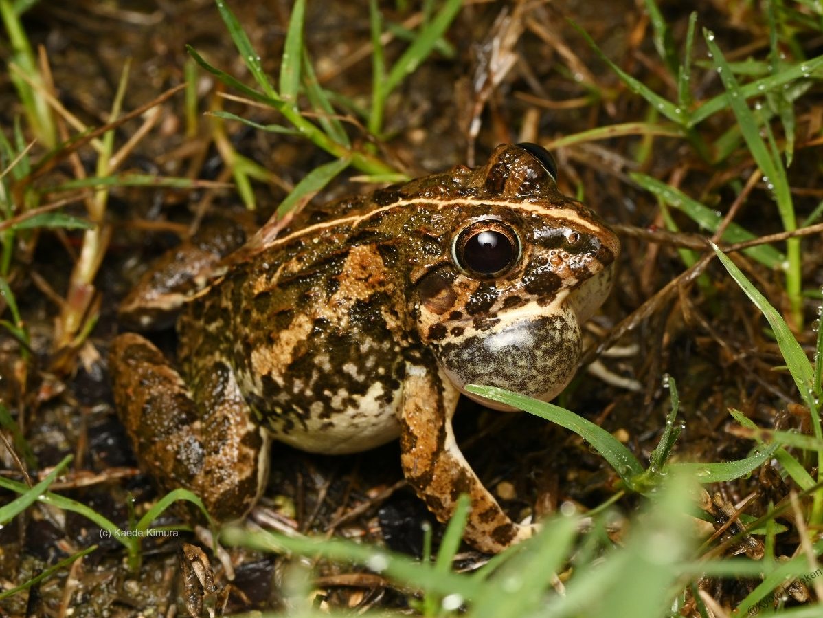 サキシマヌマガエル_西表