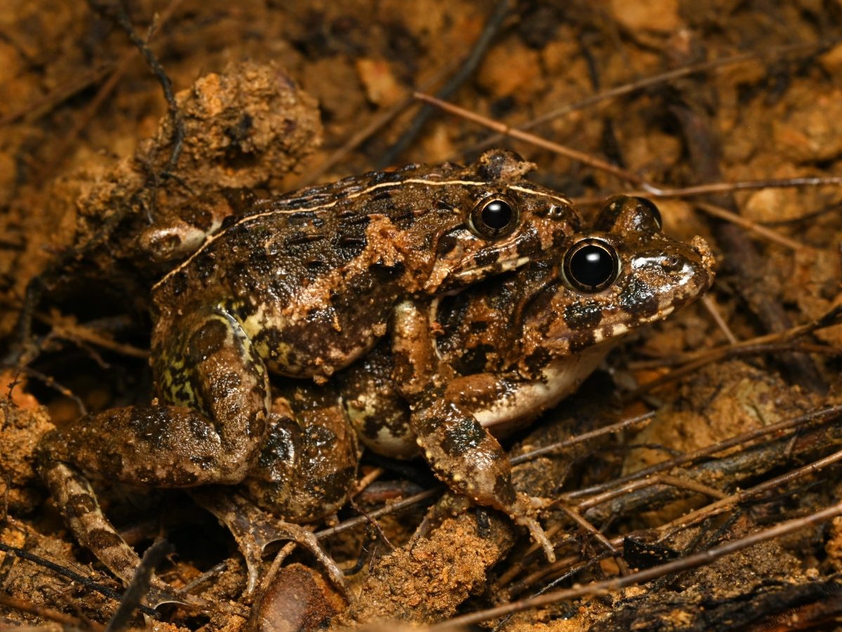 サキシマヌマガエル抱接_西表
